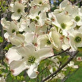 Flowering Dogwood Tree 3-4 Foot White Cornus Florida - Beautiful Spring Bloomer, Hardy Deciduous Tree for Landscaping