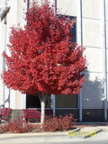Red Maple Tree - 4" Container, Acer Rubrum, 6-12" Height, Vibrant Fall Color, Zones 3-9, Ideal for Yards & Parks