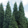 2 Green Giant Arborvitae Plants in 4" Pots - Thuja Green Giant - Evergreen Screening Hedges for Full Sun to Partial Shade