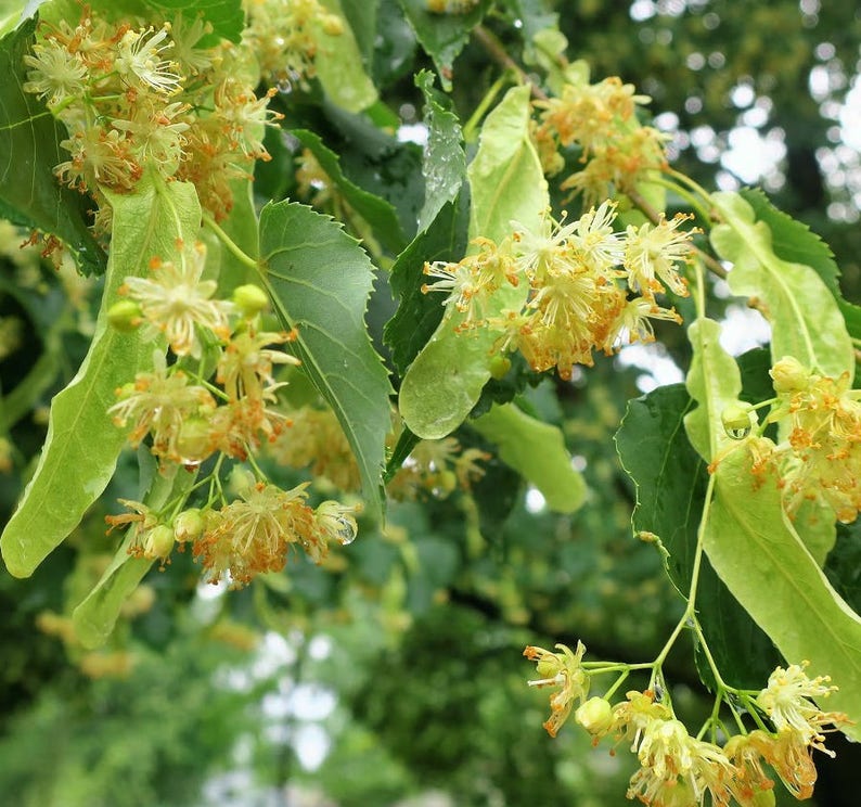 Little Leaf Linden Tree 18-24" Tilia cordata | Fragrant Yellow Flowers | Hardy Shade Tree for Yards & Streets