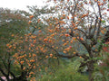 Persimmon Trees 4" Container, Diospyros Virginiana, Fruit Bearing, Zones 4-7, Bright Orange Foliage, 2 Pack