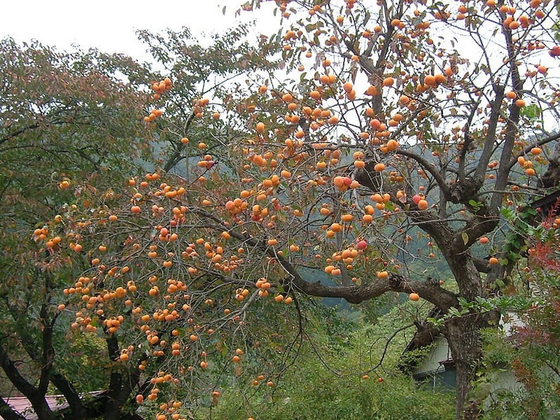 Persimmon Trees 4" Container, Diospyros Virginiana, Fruit Bearing, Zones 4-7, Bright Orange Foliage, 2 Pack