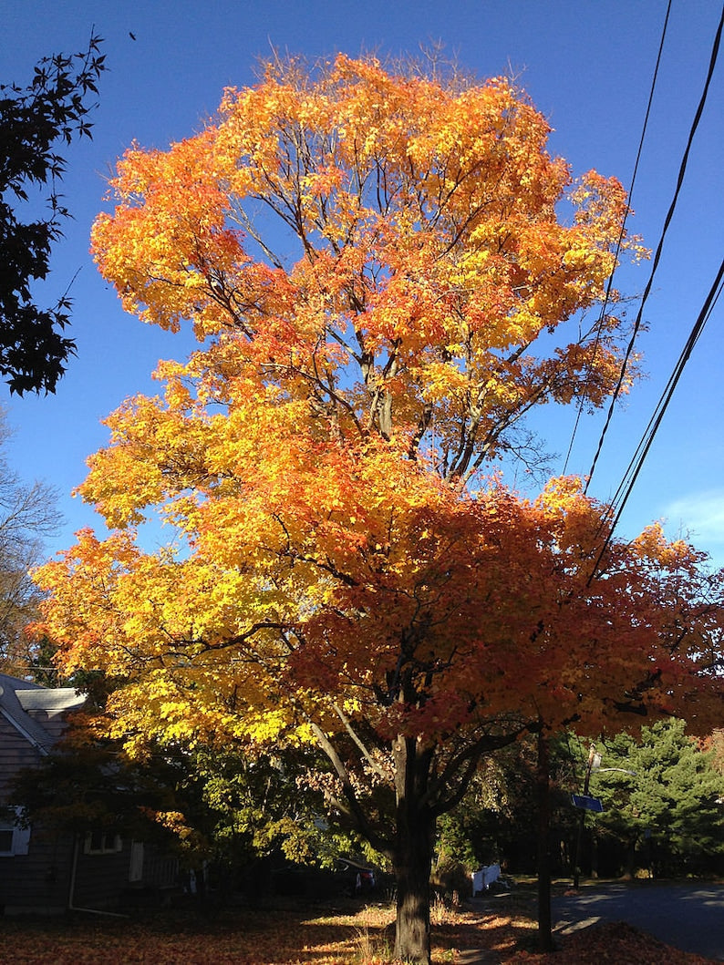 Sugar Maple Trees - 2 Pack, 6-12" Height, Acer Saccharum, 4" Container, Ideal for Zones 3-8, Perfect for Yards and Parks