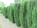 Sky Pencil Holly Plants - 6" Tall - Ilex Crenata 'Sky Pencil' - Evergreen Accent for Zones 5-9, Low Maintenance, Dark Green Foliage