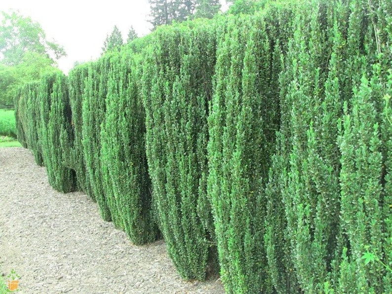 Sky Pencil Holly Plants - 6" Tall - Ilex Crenata 'Sky Pencil' - Evergreen Accent for Zones 5-9, Low Maintenance, Dark Green Foliage
