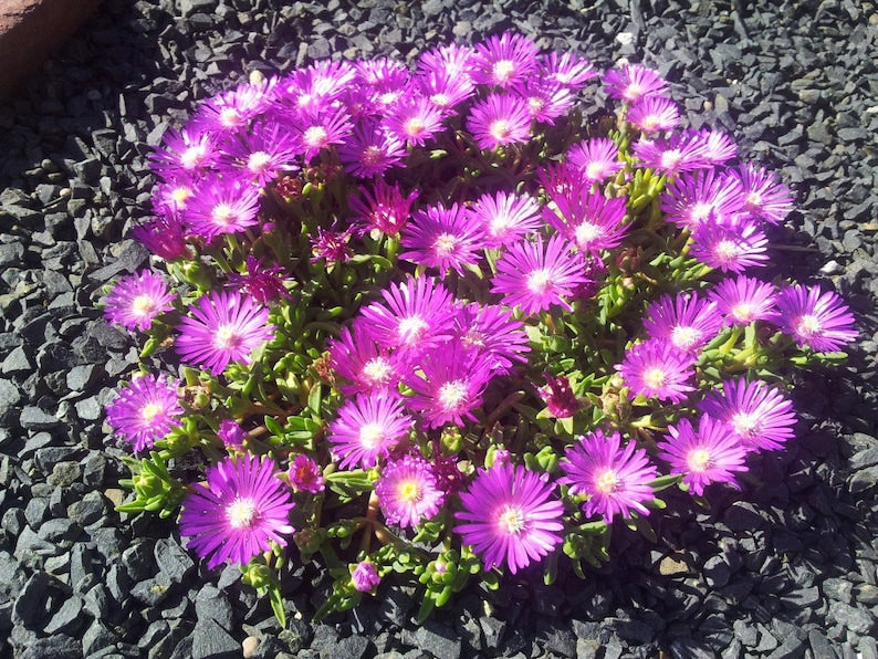 Table Mountain Ice Plant 72 Plant Plug Flat, Fuchsia Blooms, Delosperma cooperi ‘Table Mountain’, Groundcover for Sunny Areas