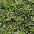Czar's Gold Sedum 72 Plant Plug Flat - Bright Groundcover, Hardy Perennial, Sun to Partial Shade, Sedum spurium