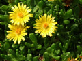 Gold Nugget Ice Plant 72 Plant Plug Flat, Delosperma congestum ‘Gold Nugget’, Bright Fuchsia Blooms, Drought Tolerant Groundcover