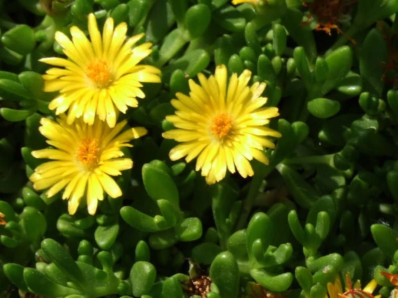 Gold Nugget Ice Plant Set of 3 Pots - Delosperma congestum ‘Gold Nugget’ - Drought-Tolerant Groundcover with Fuchsia Blooms