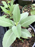 Organic White Sage Plant 2.5-inch Pot Salvia apiana - Smudging Herb, Naturally Grown Without Pesticides
