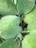 Organic Berggarten Sage Plant 2.5-inch Pot Broad Leaf Sage Salvia officinalis 'Berggarten' Live Herb for Cooking & Smudging