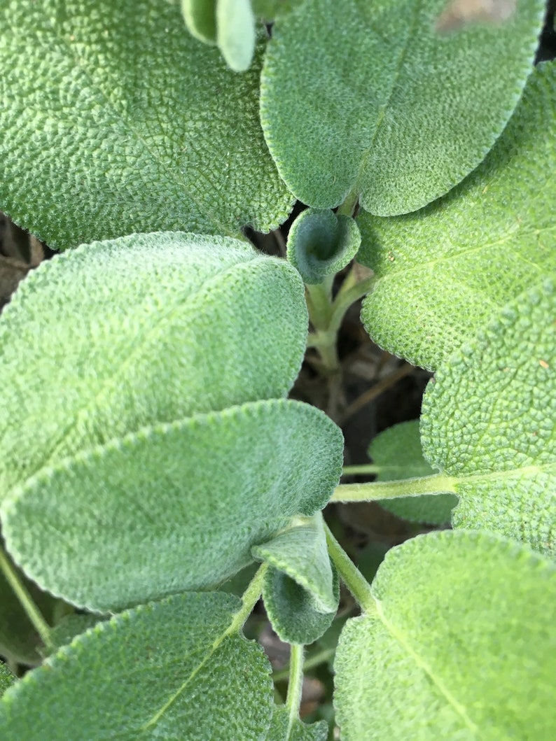 Organic Berggarten Sage Plant 2.5-inch Pot Broad Leaf Sage Salvia officinalis 'Berggarten' Live Herb for Cooking & Smudging