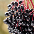 Elderberry Plant 4" Container Sambucus Canadensis Rooted Shrub for Wildlife, Deciduous, Zones 3-9