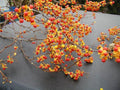 American Bittersweet Vine 8-12" Bareroot Plants, Celastrus scandens, for Ornamental Gardens and Pollination