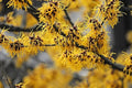 Witch Hazel Tree Shrub 18-36" Hamamelis virginica Fragrant Yellow Flowers Full Sun Partial Shade Zone 3-9