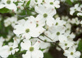 White Flowering Dogwood Tree 2-3' - Cornus florida - Native Flowering Tree with White Flowers and Scarlet Fall Foliage