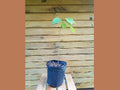 Pawpaw Trees - 12" - 18" Asimina triloba - Live Seedlings - 2 Bare Root Trees for Fruit & Wildlife Habitat