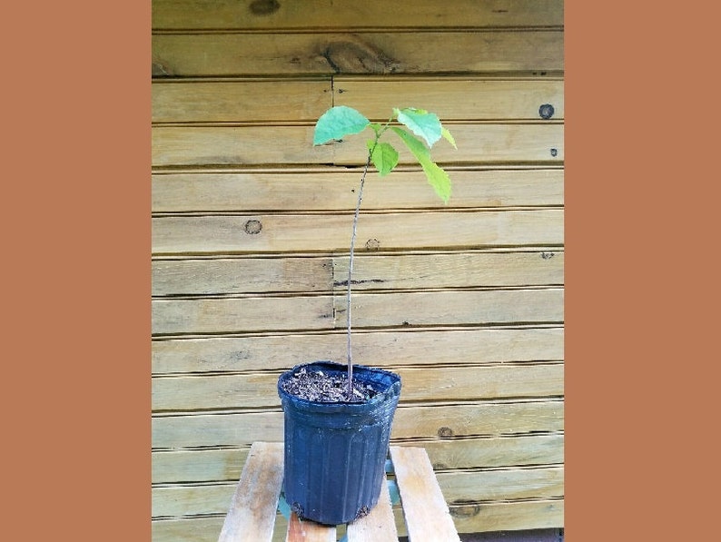 10 Pawpaw Trees 6"-12" - Asimina triloba - Live Seedlings for Wildlife & Fruit Production