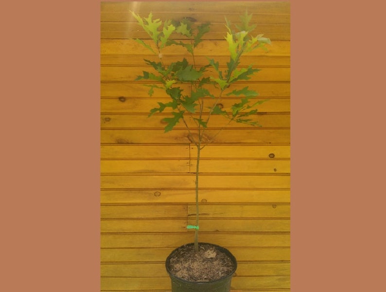 Pin Oak Trees Set of 5 - 6" - 12" - Quercus palustris - Live Outdoor Trees - Fast Growing Ornamental Shade