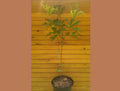 Pin Oak Tree Set of 2 - 6" to 12" Quercus palustris - Live Trees for Wildlife Habitat & Ornamental Use - Spring Grown