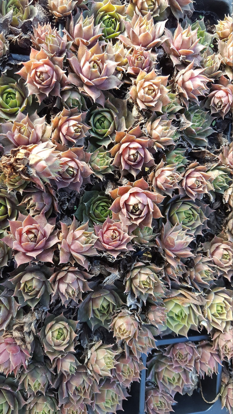 Sempervivum Chicks 50 Unrooted Succulent Plants Purple-Blue Green Hens & Chicks Ground Cover Zone 2-9 Low Maintenance