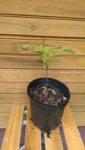 White Flowering Dogwood Trees - 6" to 12" - Cornus florida - Set of 5 Live Bare Root Trees, Outdoor Grown, Spring Delivery
