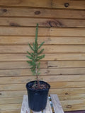 Norway Spruce Trees - 12" to 18" Live Seedlings - Picea abies - 2 Bare Root Evergreen Plants for Wildlife and Ornamentals