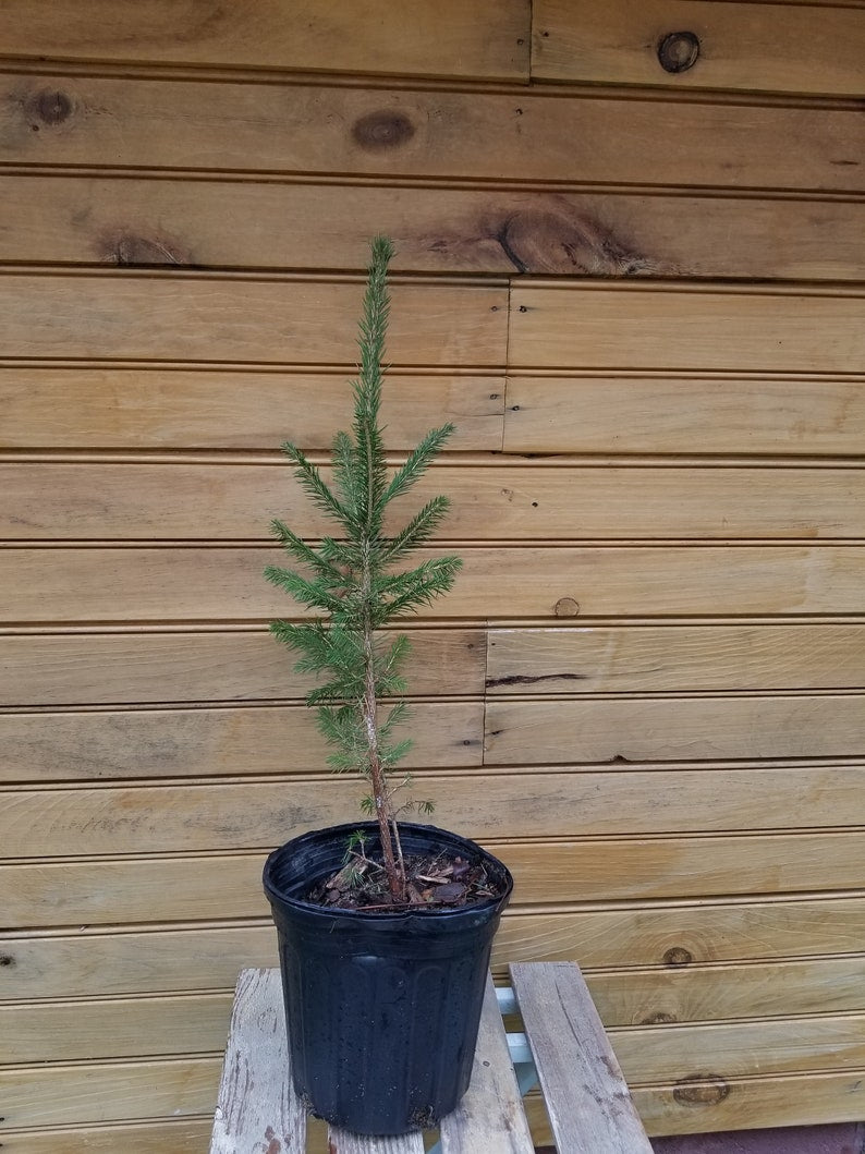 Norway Spruce Trees - 8 Pack - Picea abies - Live Evergreen Trees for Wildlife Habitat & Ornamental Use