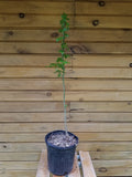 American Sweet Gum Trees - 18"-24" - Liquidambar styraciflua - 5 Live Trees - Ornamental & Wildlife Habitat