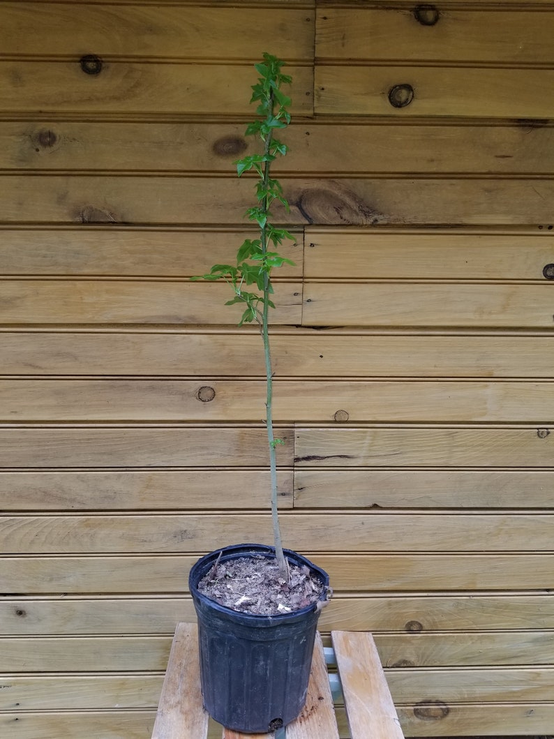 American Sweet Gum Trees - 12" - 18" Live Seedlings - Liquidambar styraciflua - Set of 2 - Ornamental & Wildlife-Friendly