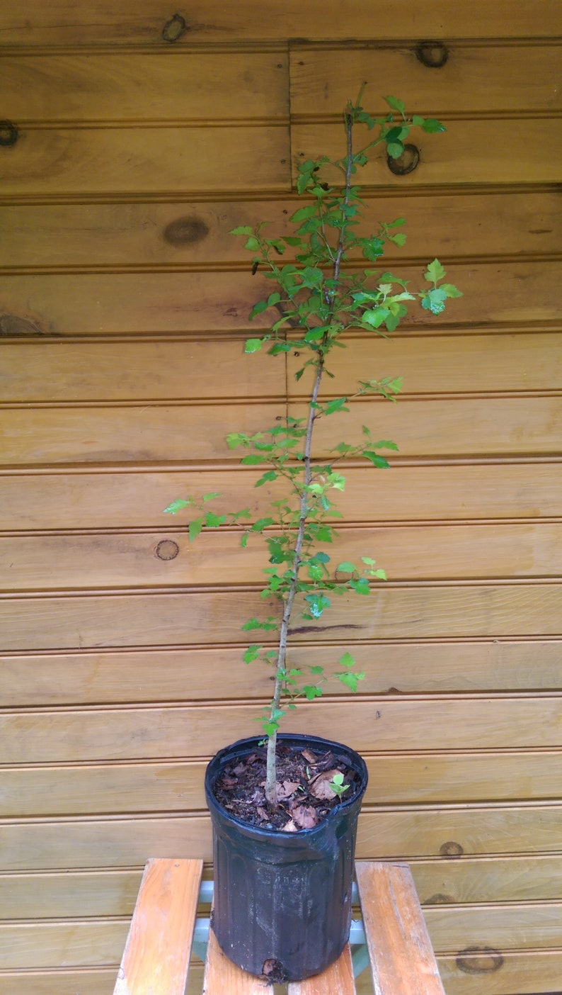 Washington Hawthorn Live Trees - 12" to 18" - Crataegus phaenopyrum - Ornamental & Wildlife Habitat - Set of 2