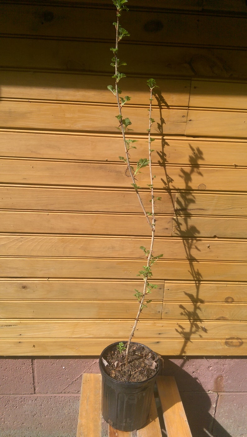 Pixwell Gooseberry Bushes - 12" - 18" - Ribes hirtellum - 2 Live Plants - Established Bare Root for Fruit and Ornamental Use