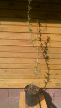Pixwell Gooseberry Bushes - 12" to 18" - Ribes hirtellum - Live Plants - 5 Pack - Edible Fruit & Ornamental Shrubs
