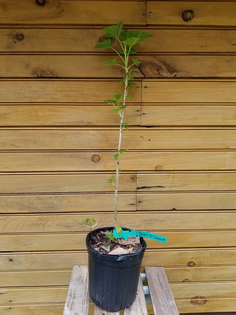 Consort Black Currant Plants - 12" to 18" - Ribes nigrum - 2 Live Plants for Home Garden, Edible Fruit, Ornamental Foliage