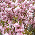 Flowering Almond Plant 6" Pink Blooming Shrub Prunus glandulosa - Rooted in 4" Container, Ideal for Full Sun/Partial Shade