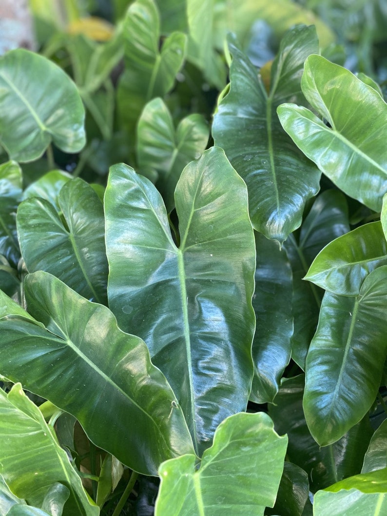 Philodendron Cuttings - 2 Healthy Burle Marx Cuttings with 3 Shiny Leaves - Ideal for Water Propagation - Philodendron Burle Marx