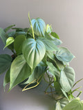 Philodendron Cordatum "Heartleaf" - 6" Live Indoor House Plant - Trailing Vining Plant - Easy Care Aroid