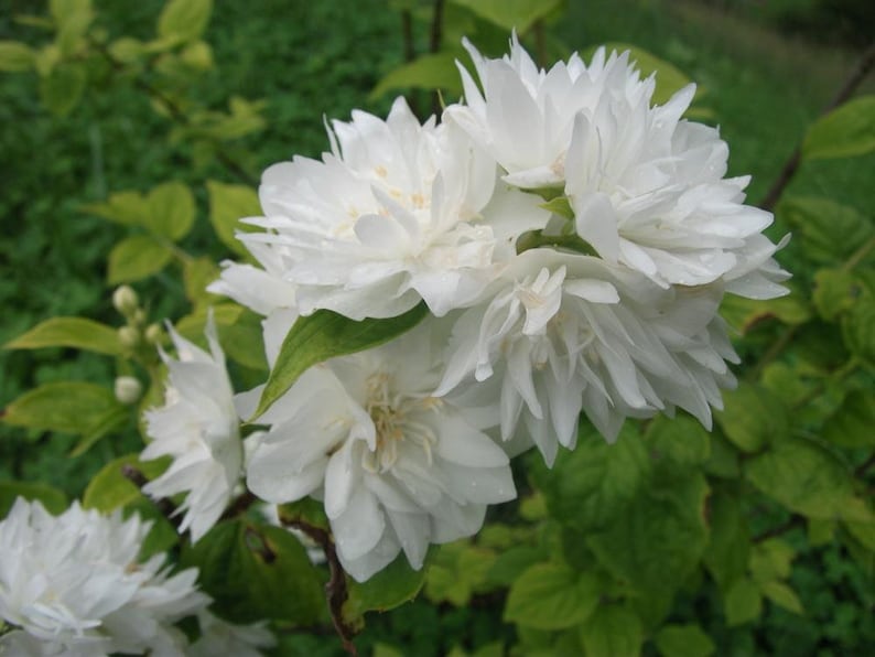 Mock Orange Quart Pot Plant - Minnesota Snowflake Variety - Philadelphus - Hardy in USDA Zone 4-8