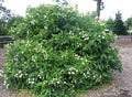 Buttonbush Plant - 10-18" Bareroot - Cephalanthus occidentalis - Native North American Shrub