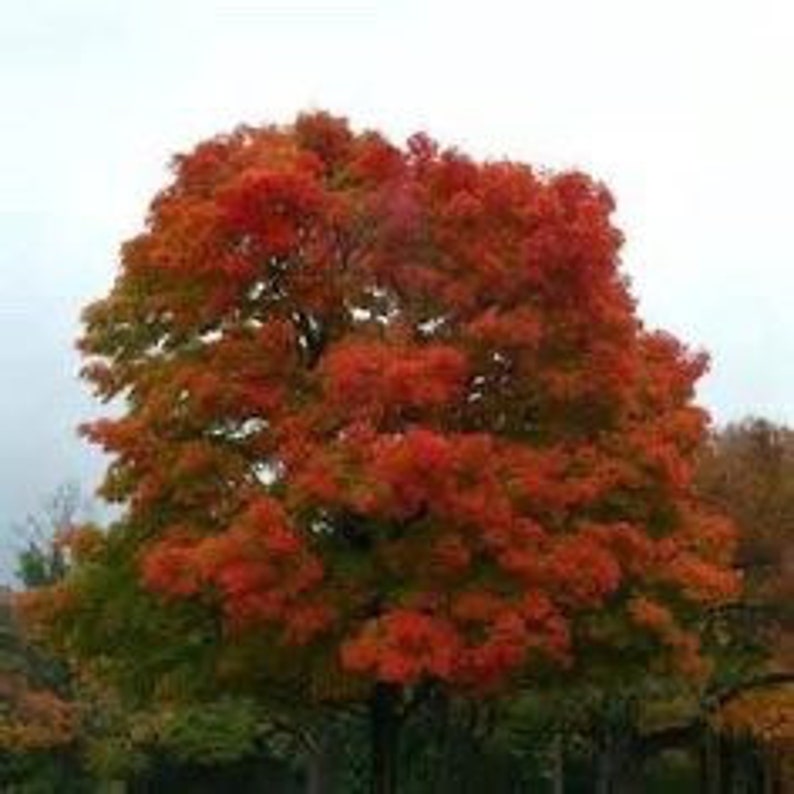 Red Oak Seedling Quart Pot - Quercus falcata - Southern Red Oak - USDA Zone 3-9 - Certified Nursery