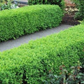 Green Velvet Boxwood Shrubs - 2 Quart Pots - Buxus spp. - Evergreen Plants for Landscaping - USDA Zone 5-9