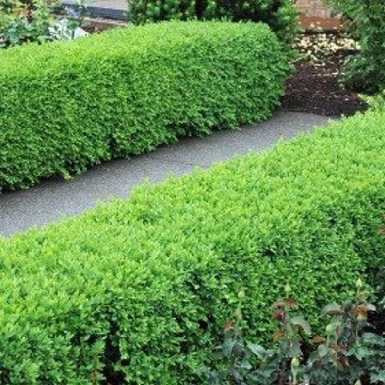 Green Velvet Boxwood Shrubs - 2 Quart Pots - Buxus spp. - Evergreen Plants for Landscaping - USDA Zone 5-9