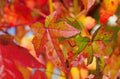 Sweet Gum Seedling Quart Pot - Liquidambar styraciflua - Ornamental Tree for USDA Zone 5-9 - Bareroot Shipping October to May