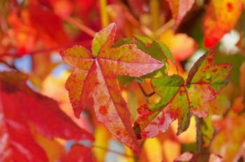 Sweet Gum Seedling Quart Pot - Liquidambar styraciflua - Ornamental Tree for USDA Zone 5-9 - Bareroot Shipping October to May