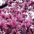 Jane Magnolia Plant 2.5" Pot - Magnolia liliiflora, Purple Flowering Japanese Magnolia, USDA Zone 4-7, Bareroot Shipping Available