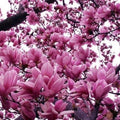 Jane Magnolia Plant - 1 Gallon Pot - Magnolia liliiflora - Japanese Magnolia - USDA Zone 4-7 - Mulan Magnolias