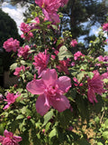 Red Rose of Sharon Plant Quart Pot - Hibiscus syriacus - Flowering Althea for USDA Zone 6-9 Garden