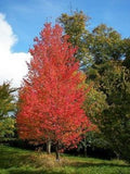 Native Red Maple Quart Pot - Acer rubrum - Deciduous Tree for USDA Zones 3-9 - Vibrant Autumn Foliage - Bare Root Shipping