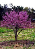 Eastern Redbud Seedling Quart Pot - Cercis canadensis - Deciduous Shrub/Small Tree, USDA Zone 4-9, Grown in Tennessee