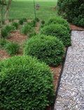 Green Velvet Boxwood Plant in Quart Pot - Buxus Green Velvet - Evergreen Shrub for Zones 5-9
